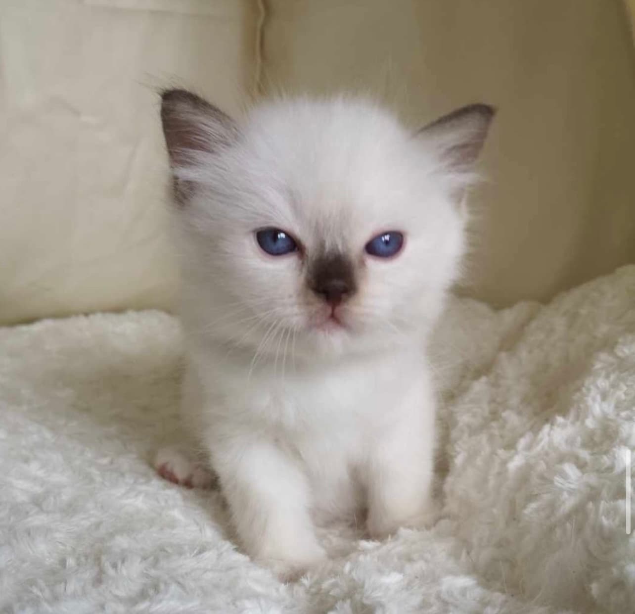Milo