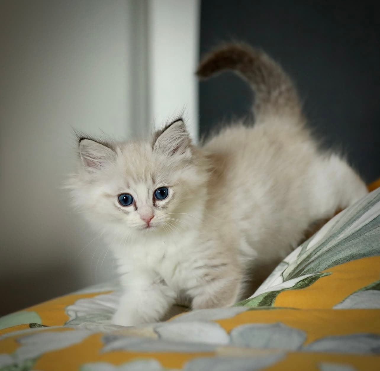 Nicoletta