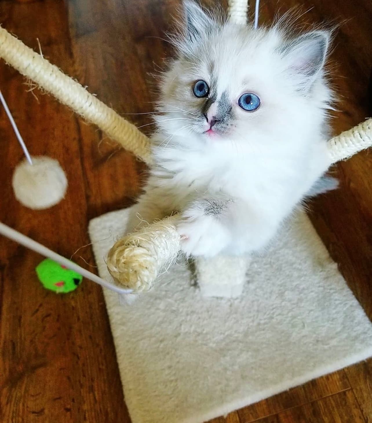 Gina