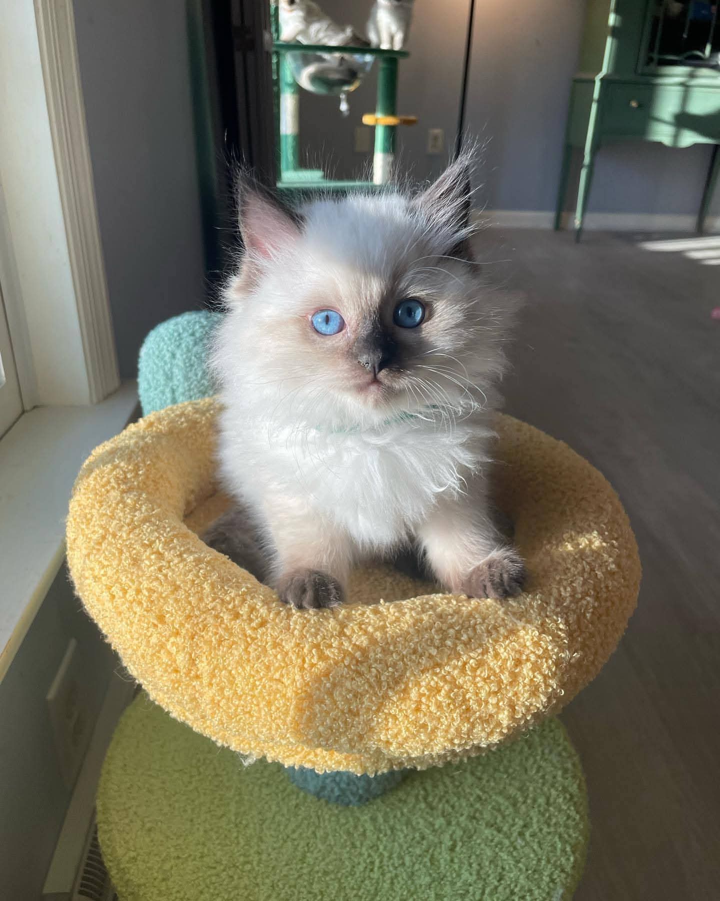 Lola
