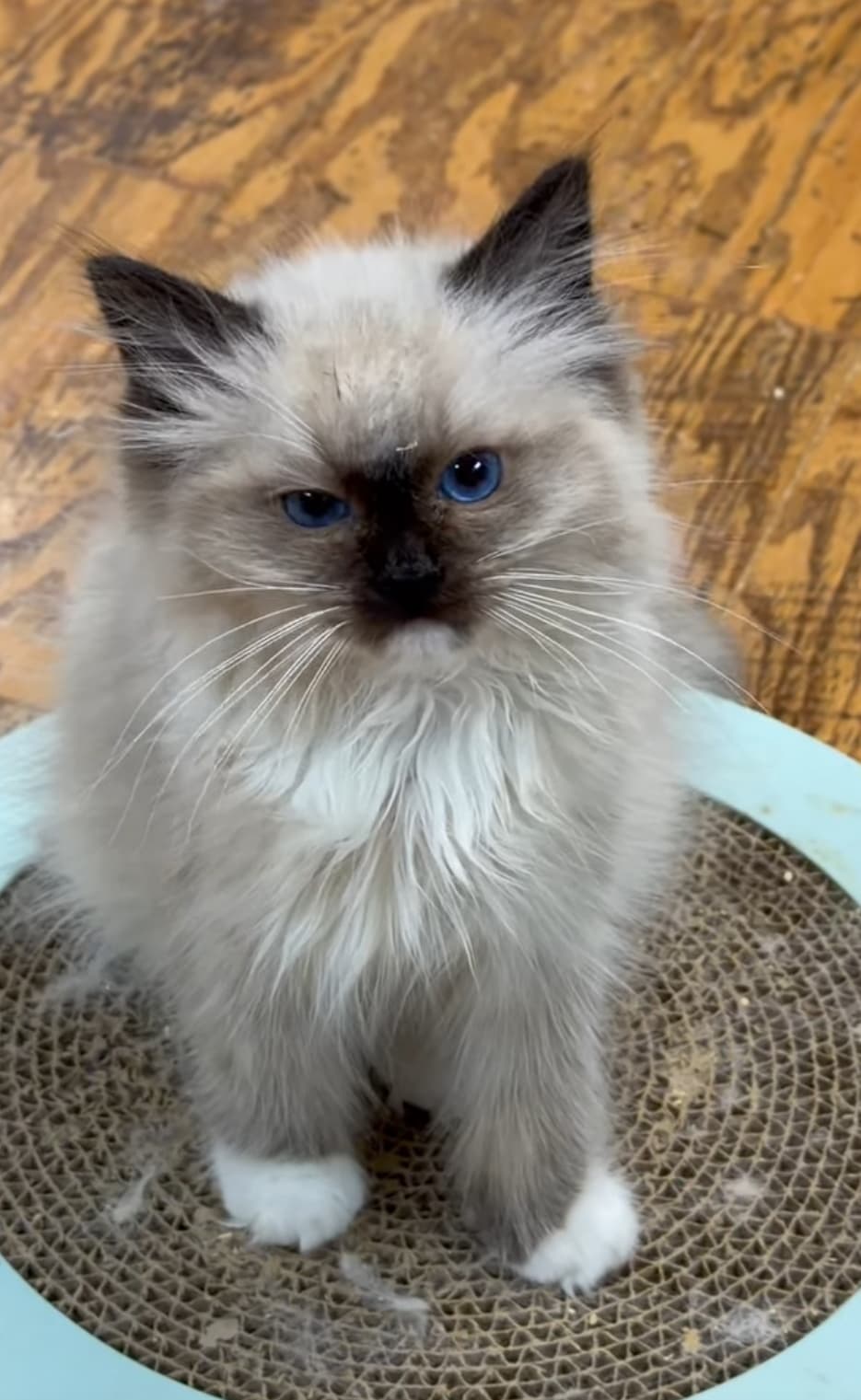 Oliver