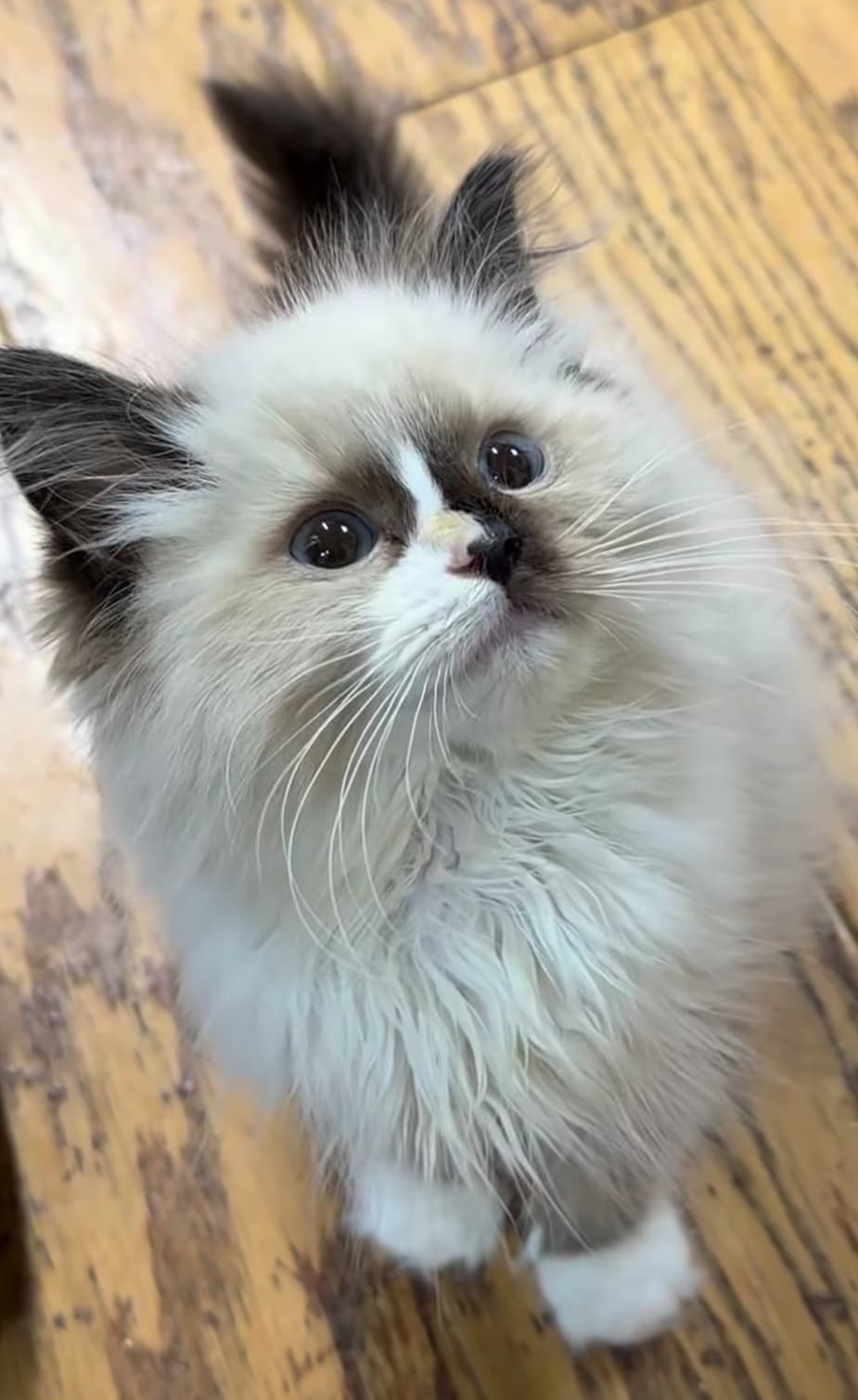 Leo